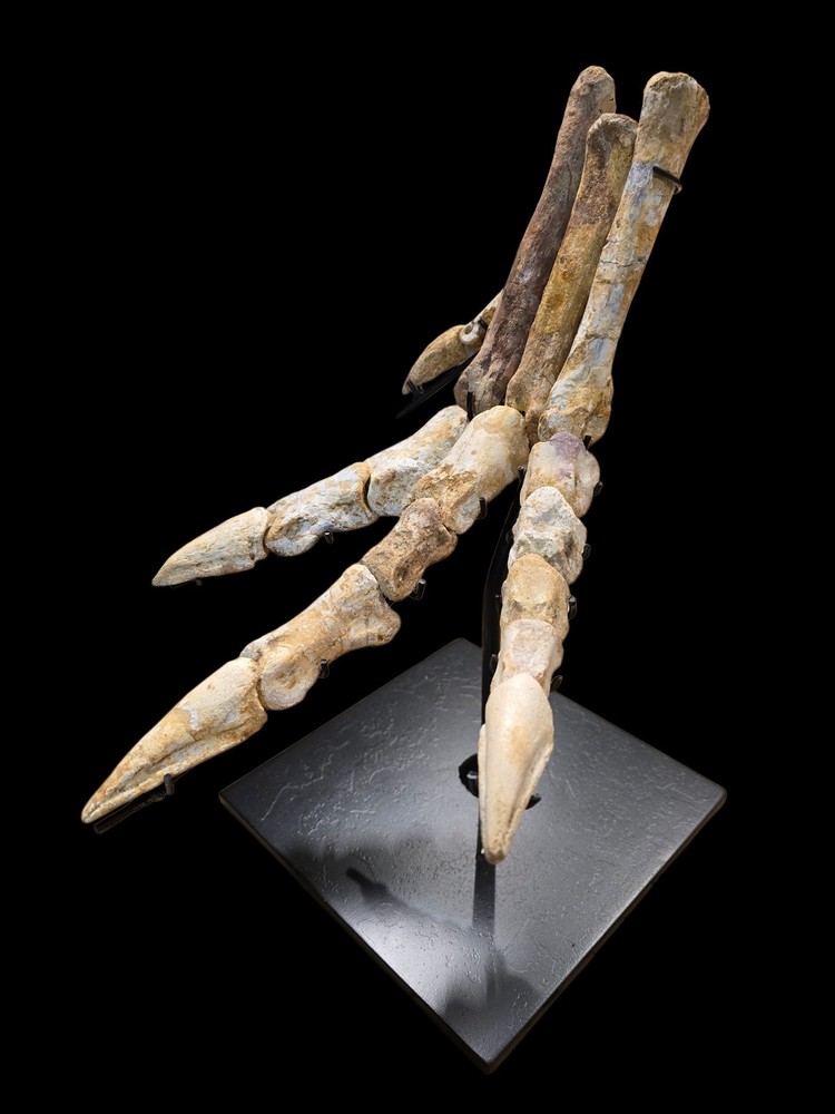 Spinosaurus Fossil Foot