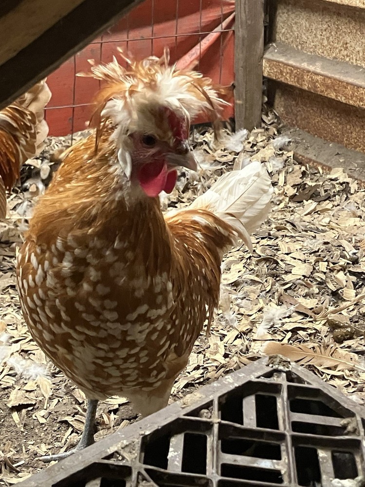 Spangled Appenzeller Spitzhauben Hatching Eggs(CHAMOIS & SILVER) 6 Pack