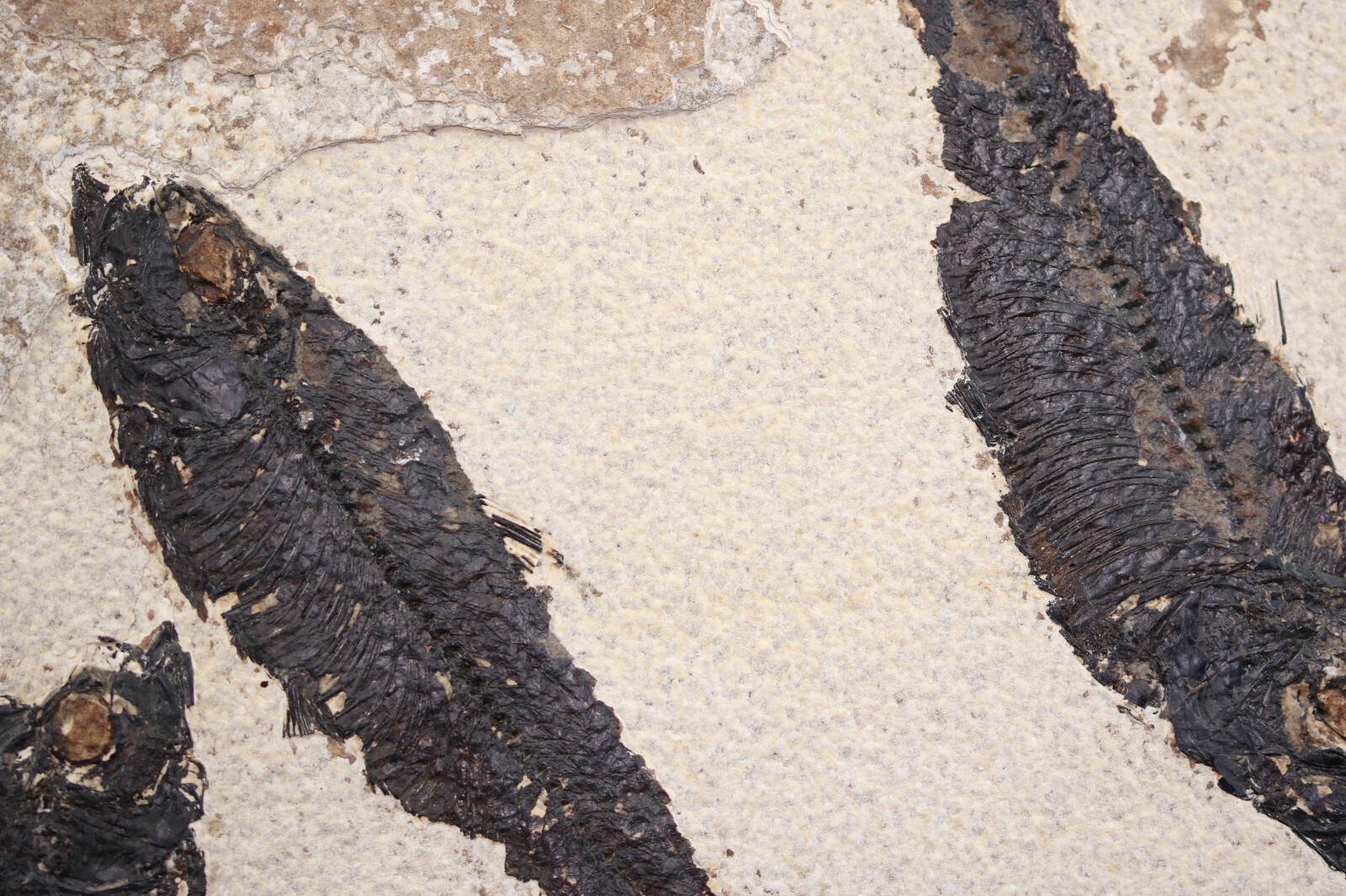 Multi Fossil Fish Mortality Fossil Lake Green River Fm Wyoming WY COA 11763