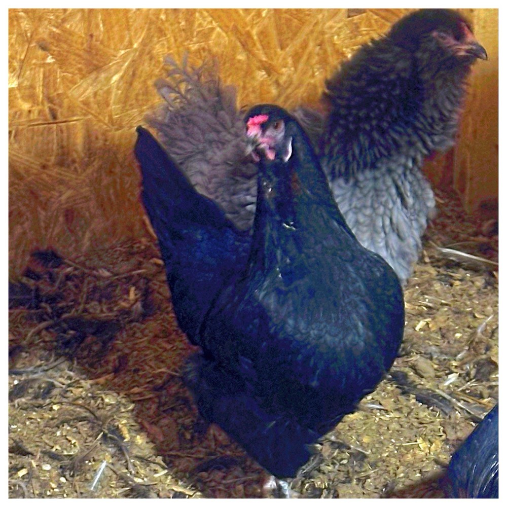 3 Easter Egger/Copper Maran Mix Chicken Hatching Eggs (NPIP Certified)