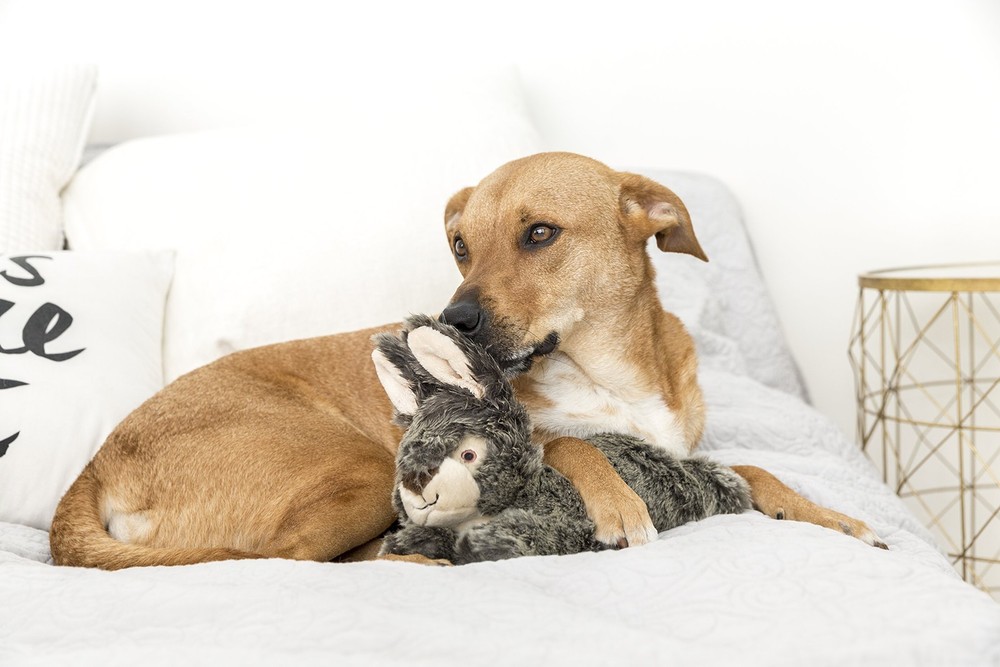 – Walter Wabbit Plush Dog