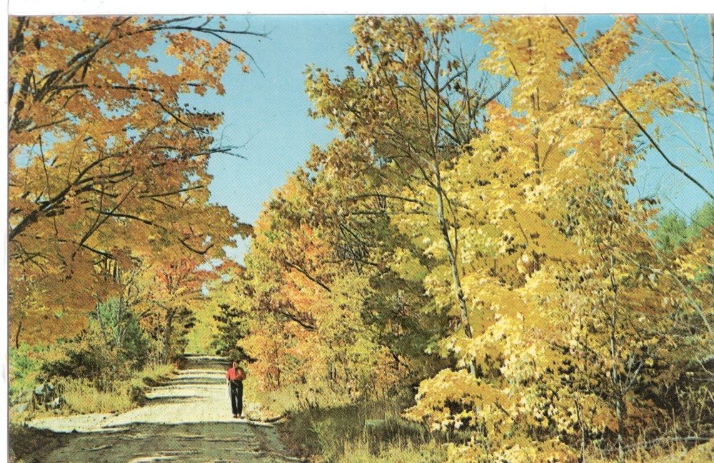 A WALK AMONG COLOR CHANGING TREES - PC2899