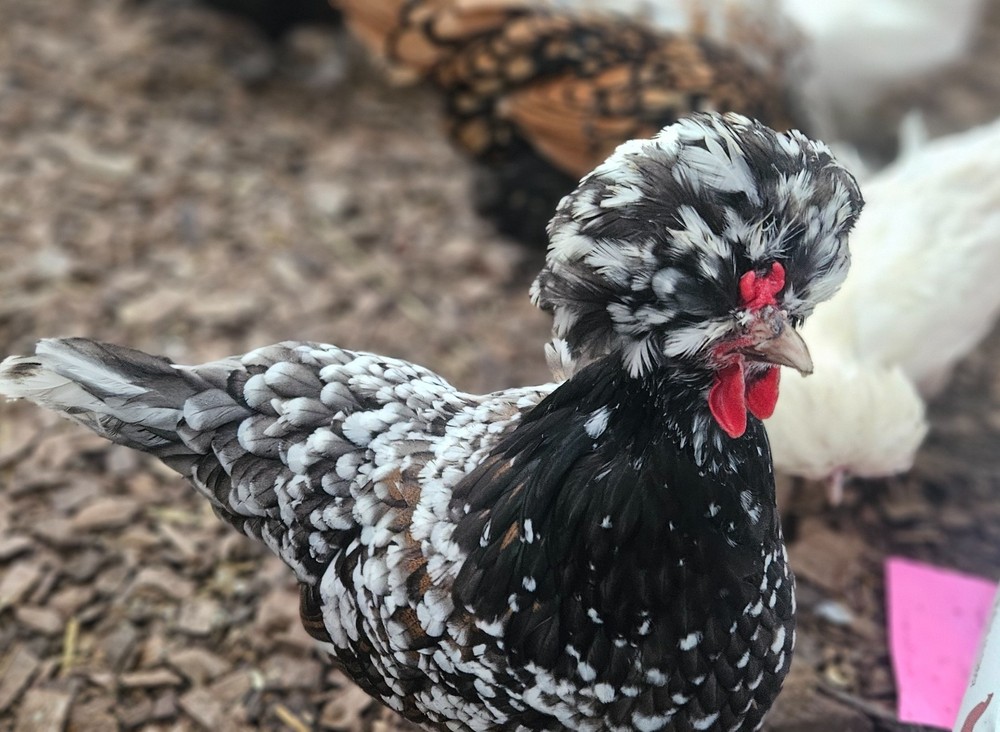 12 Polish Hatching Eggs