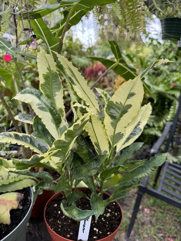 Codiaeum variegatum Tamara