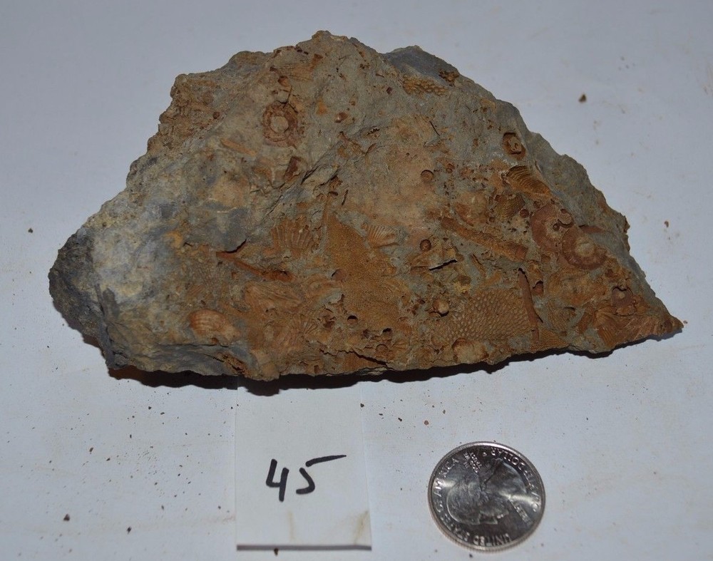 FOSSIL WITH BRACHIOPODS PRINTS ( 45, 22F)