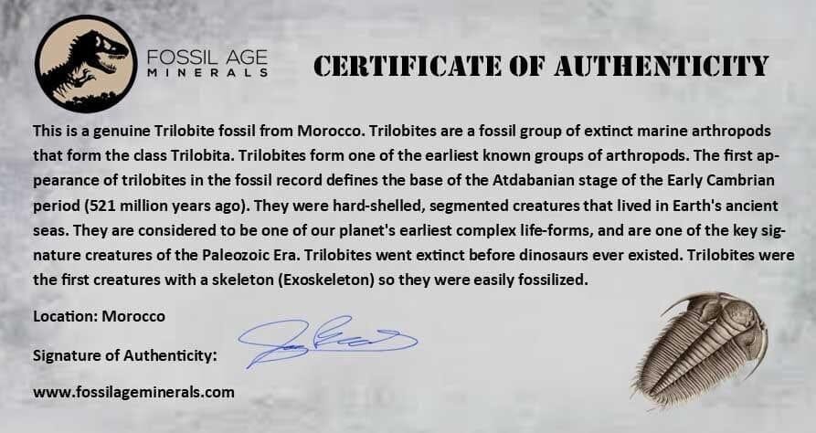 3.1" Trilobite Mortality Plate Fossil Devonian Age 400 Million Years Old COA