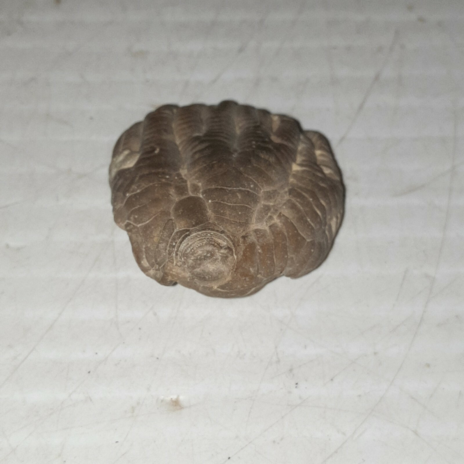 Crinoid Sarocrinus Mississippian Fossil Lake Monroe, Indiana