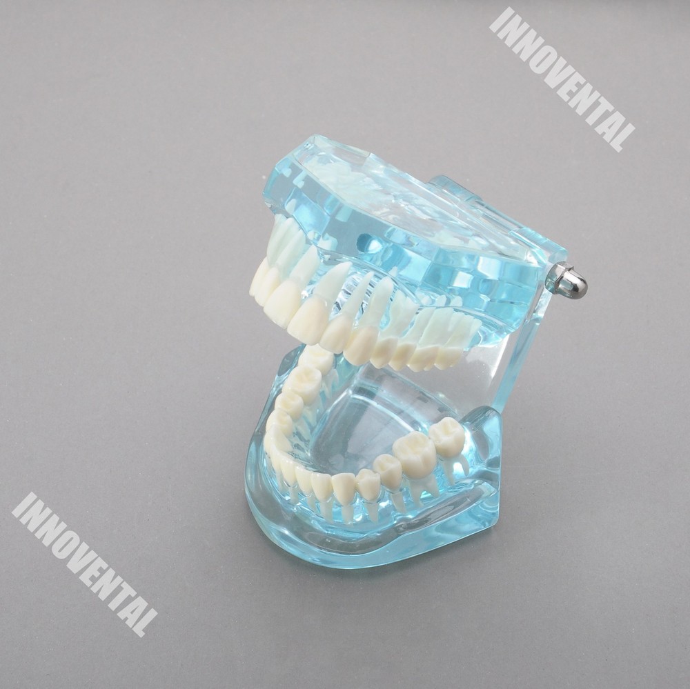 Dental Model  #7001 01 - General Clear Dental Model