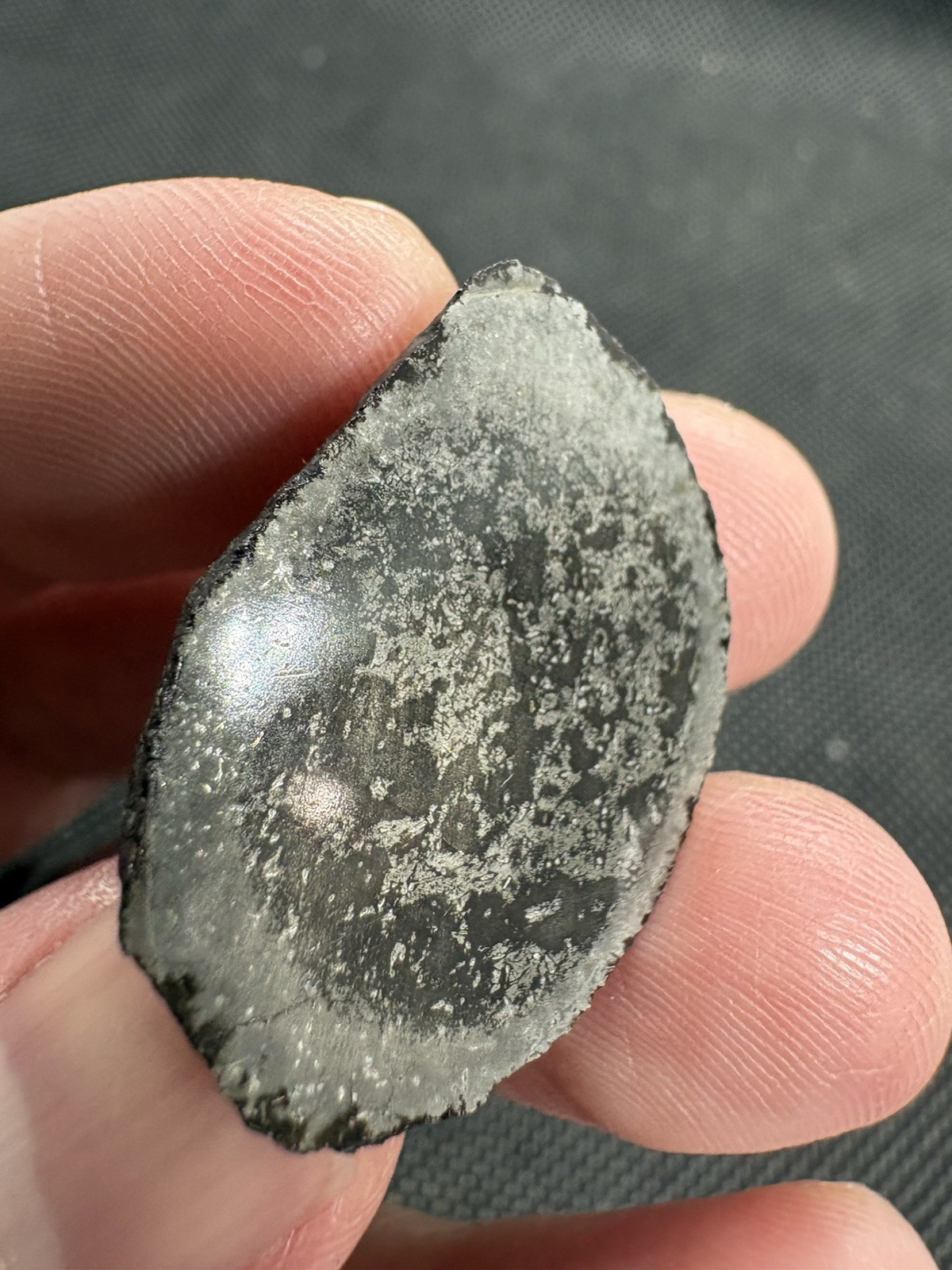 8.0g NWA 17095 IAB-sLH iron meteorite full slice- rare subtype weird features!