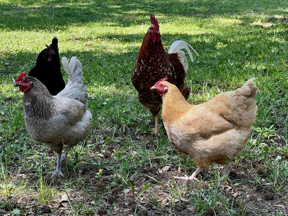 (12+) Barnyard Mix Hatching Eggs