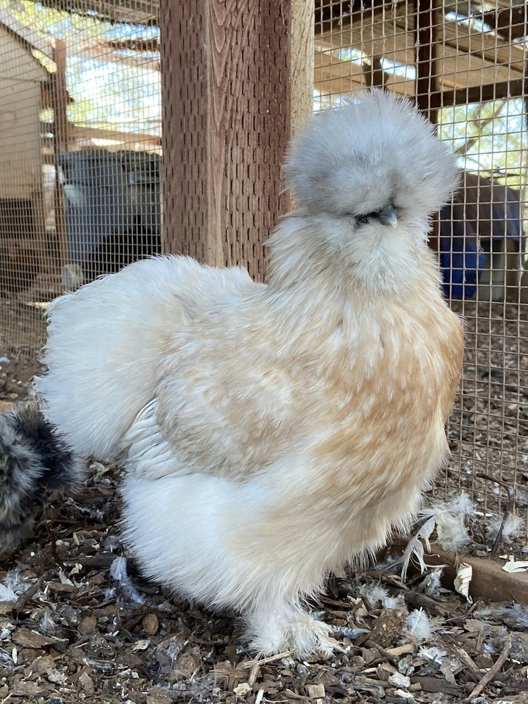 6 silkie/satin hatching eggs
