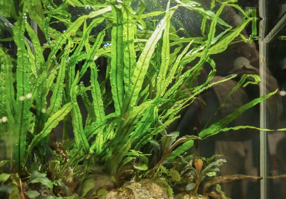 Buy 2 Get 1 Free - Java Fern Microsorum pteropus “Narrow Leaf”
