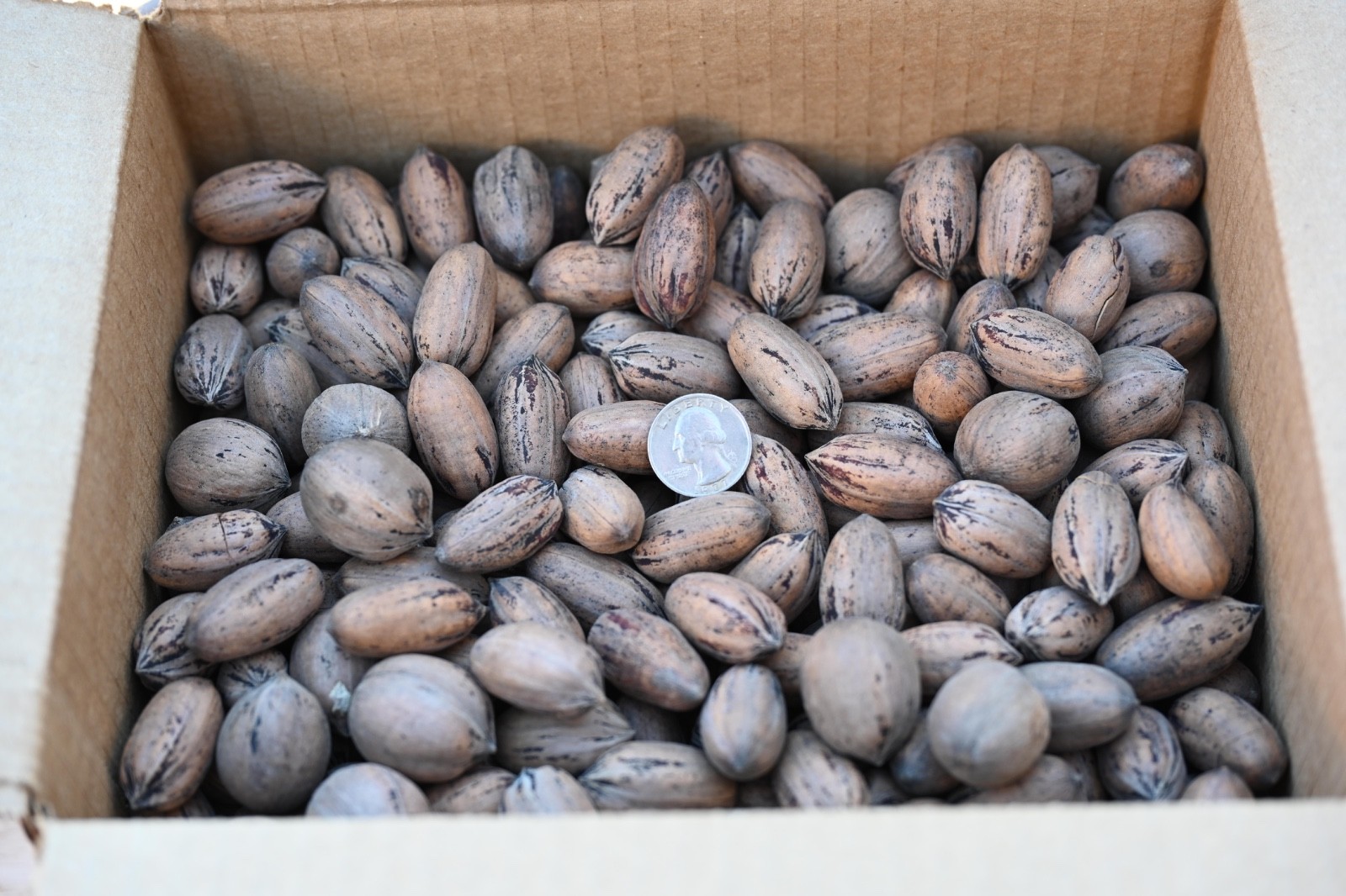 8 Lbs Texas Pecans In-Shell, Mixed Variety, (2025 Crop), No Pesticides/Chemicals