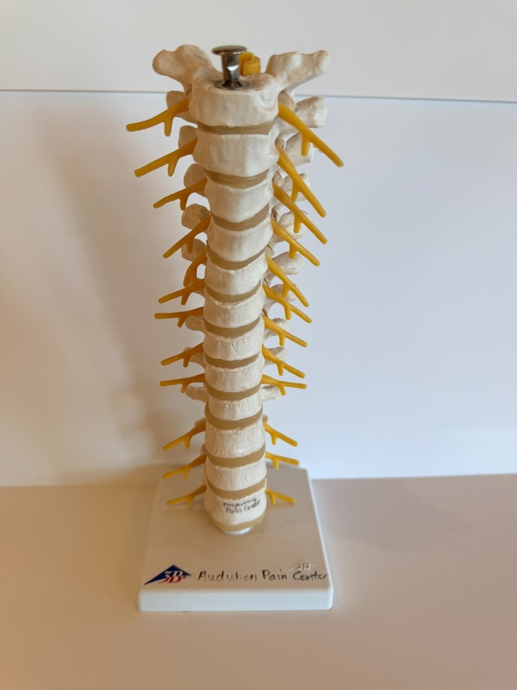 Thoracic Spine Model A73 3B Scientific