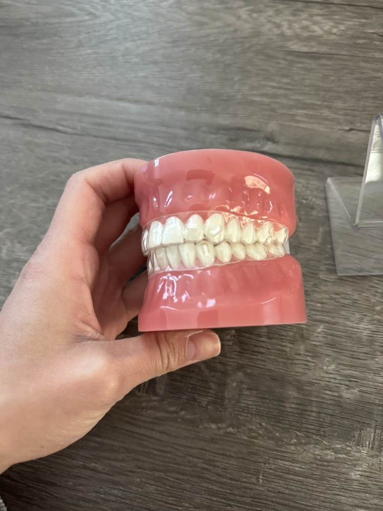 3M Clarity Aligner Typodont