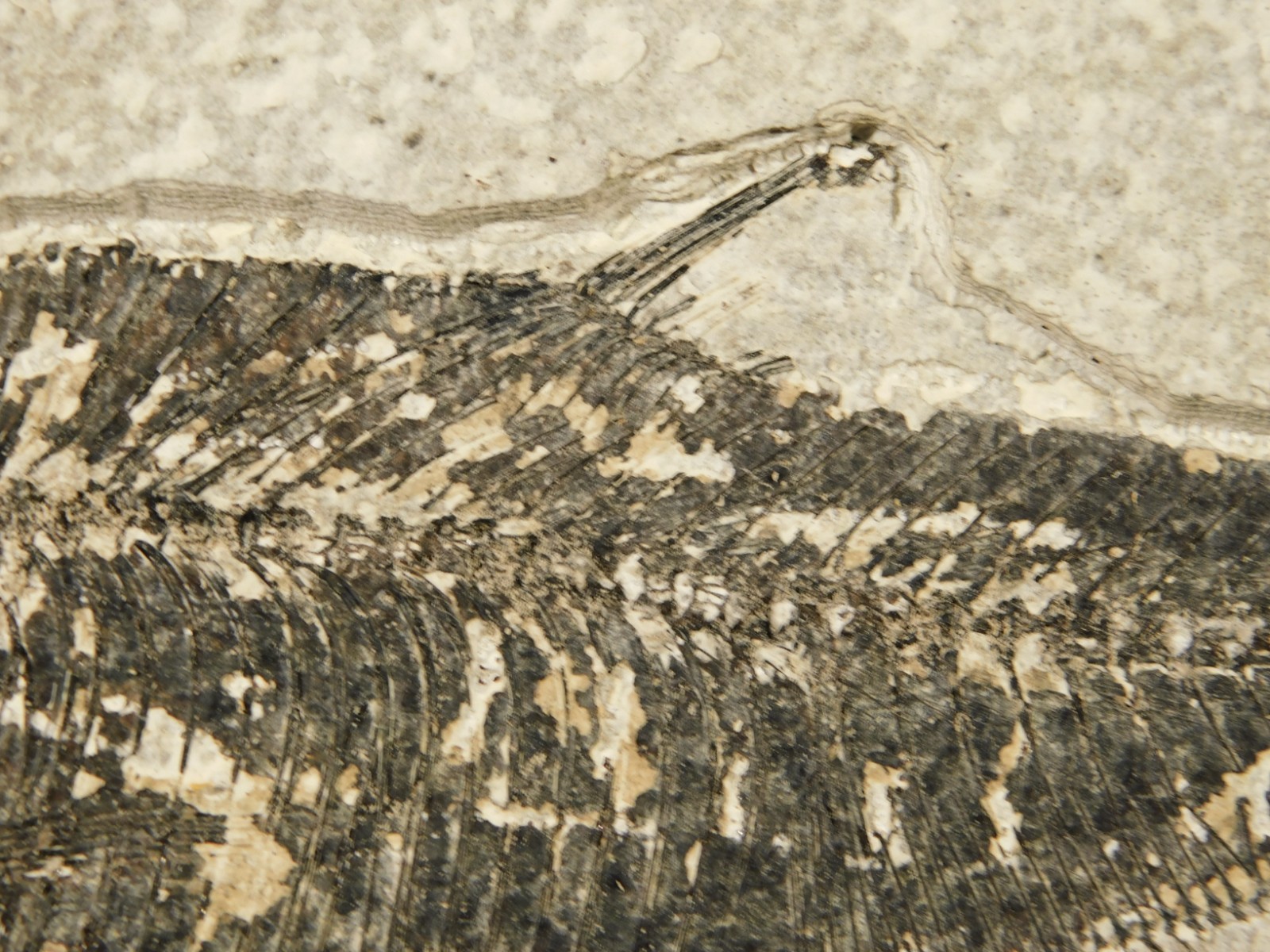 Larger! FIFTY Million Year Old! Diplomystus Dentatus FISH Fossil Wyoming 343gr