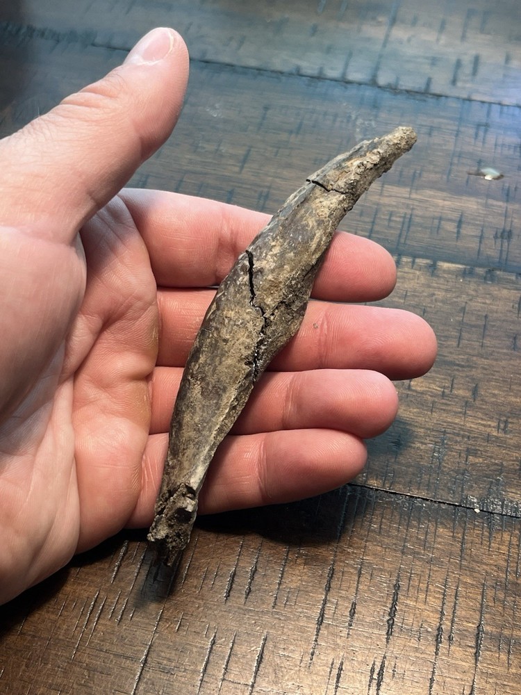 Crocodile Angular Lower Jaw Bone Dinosaur Age Fossil Hell Creek Form SD