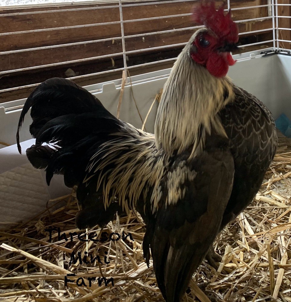 6+ TINY Serama Fertile Eggs-Smooth,silkied feather & Frizzle