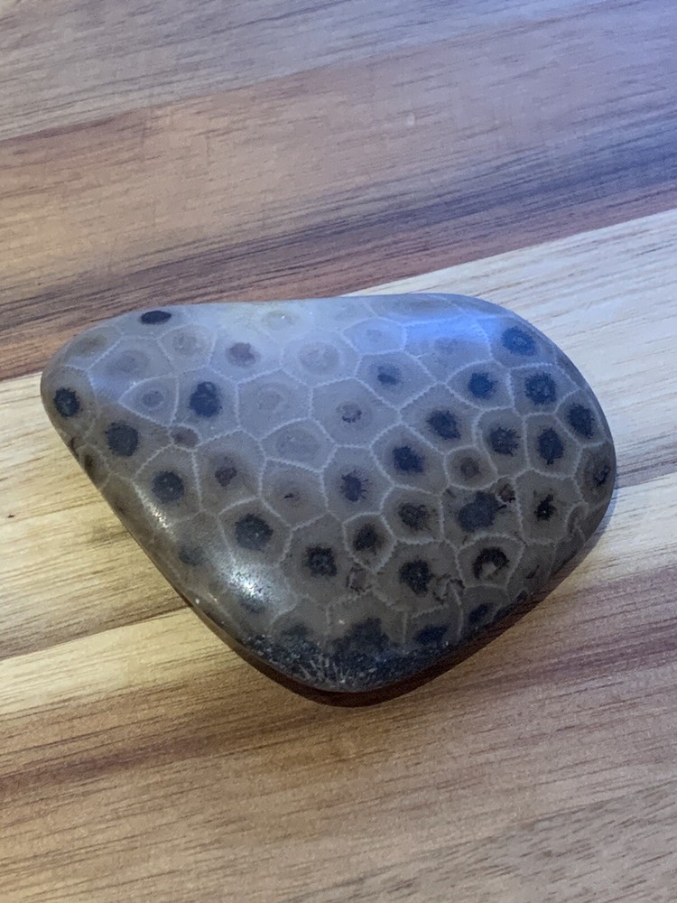 Petoskey Stone Polished