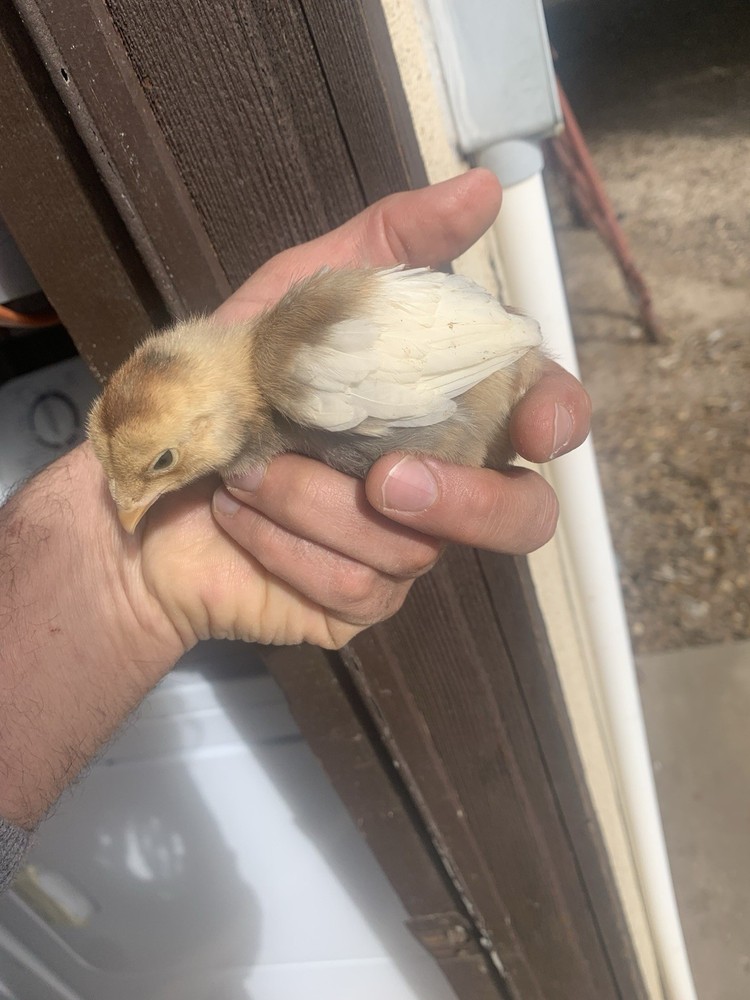 6 Largefowl White Cornish Hatching Eggs