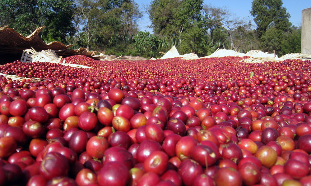 100% Hawaiian / Kona Coffee Beans Medium Roasted 12 Pounds 1 Pound Bags