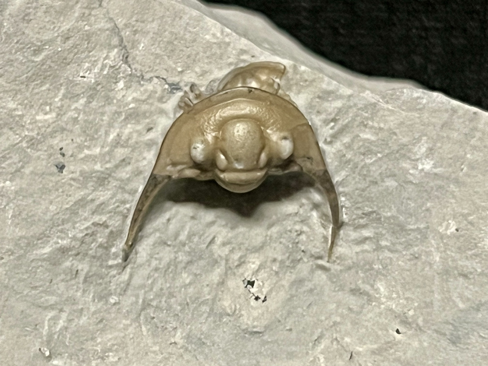 Trilobite-Absolute Stunning Enrolled Maurotarion from Indiana-Fossils Crinoid