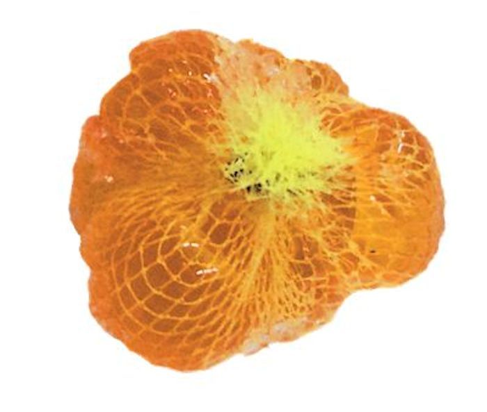 Chartreuse Spawn Sacs, 36 ct, Harvested/Cured/Certified in MI, Fishing #SS12VCH