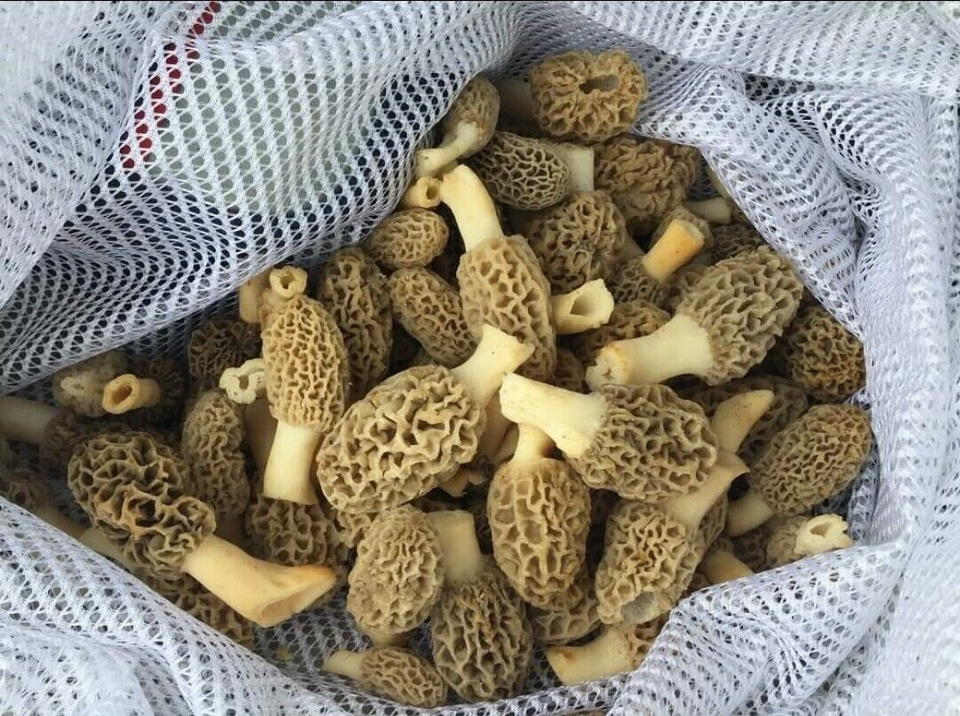 Morel Mushroom Grow Kit for garden Makes 5 gal slurry FREE SHIPPING