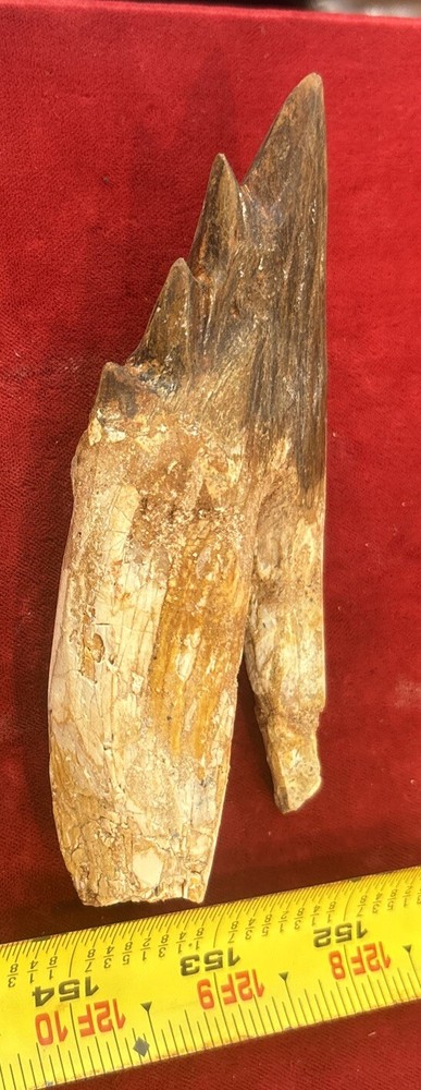 5” Basilosaurus Tooth 40-34 Mil Yrs Old Late Eocene