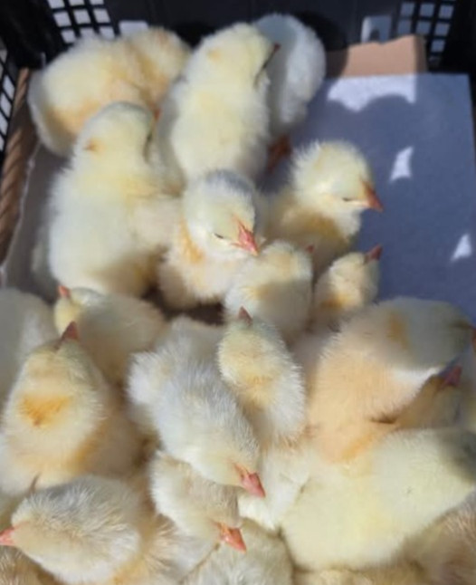 12 White Bresse Hatching Eggs