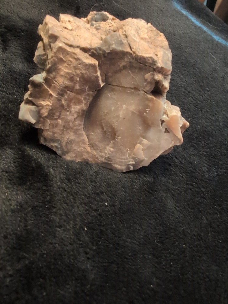 Petrified Wood Natural