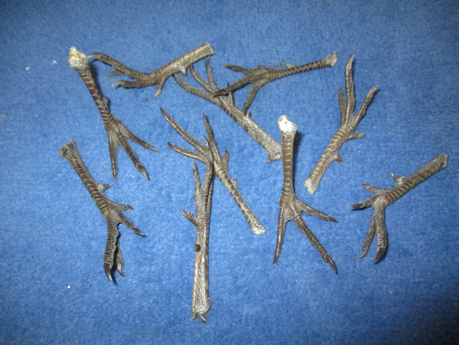 10 Real WILD pheasant FEET  most spread animal SPUR art craft mount bird