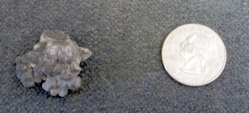 Coprolite Fossil Dinosaur Poop