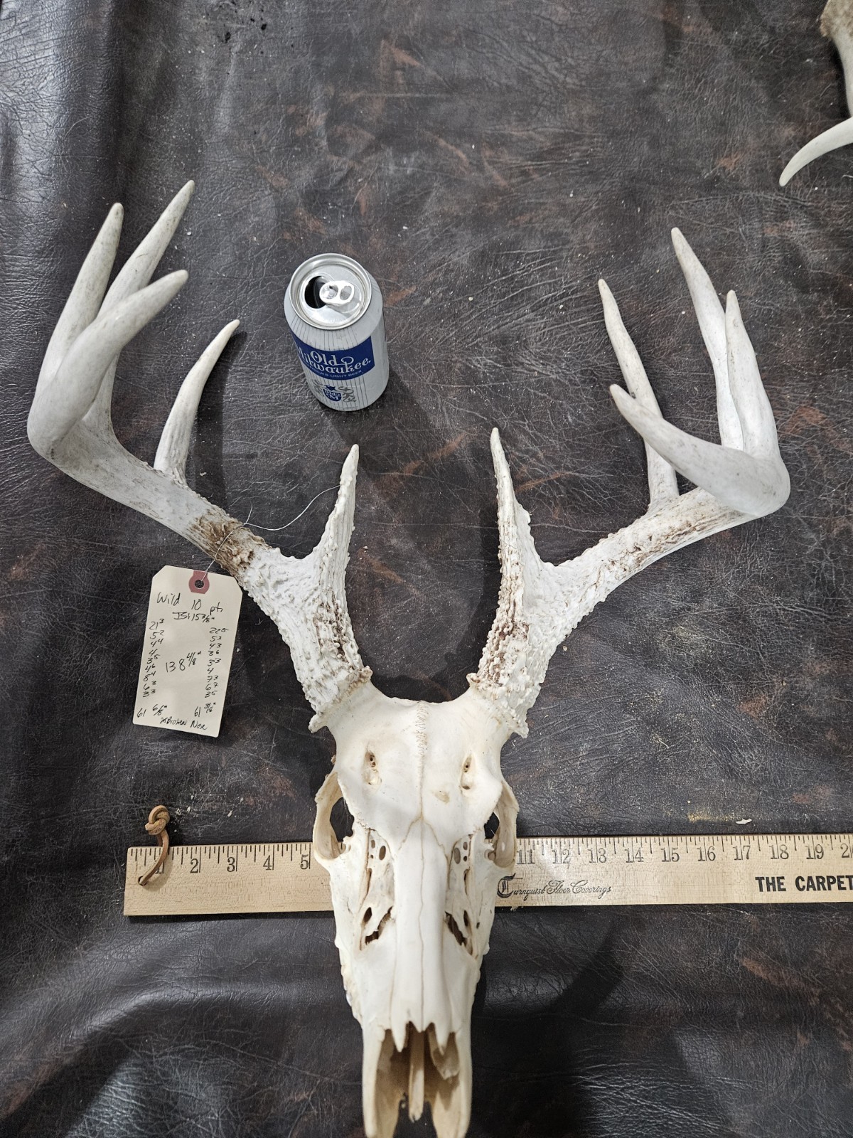 Wild 10 Point Whitetail Deer Antler Rack Horn European Skull Mount Man Cave 138"