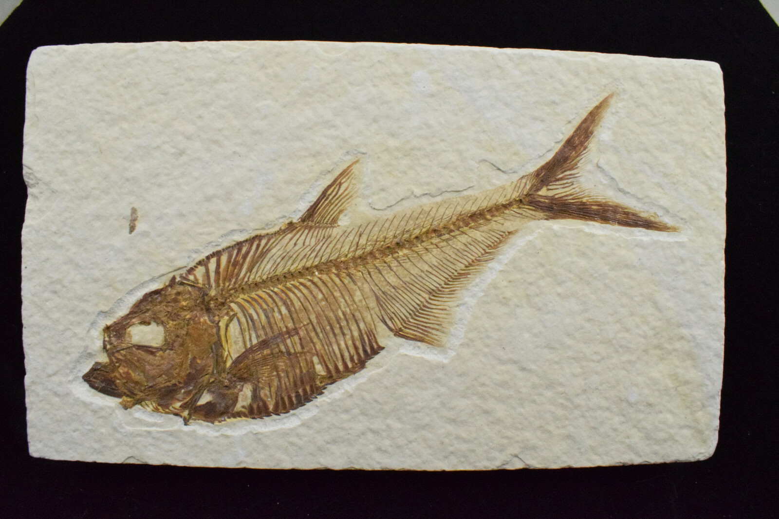 A Grade Diplomystus dentatus Fossil Fish Green River Formation Wyoming
