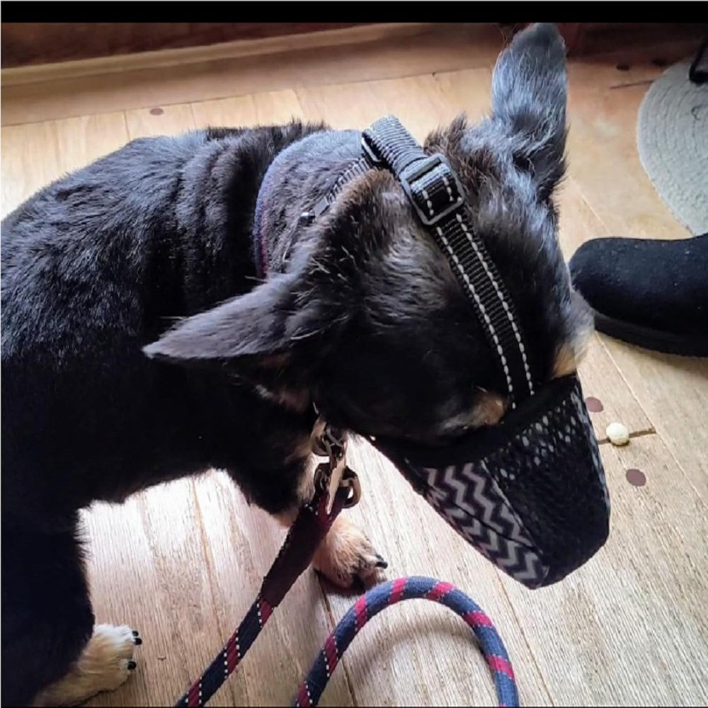 Dog Muzzle, Air Mesh Breathable Muzzle for Medium Large Sized Dogs Prevent Bitin