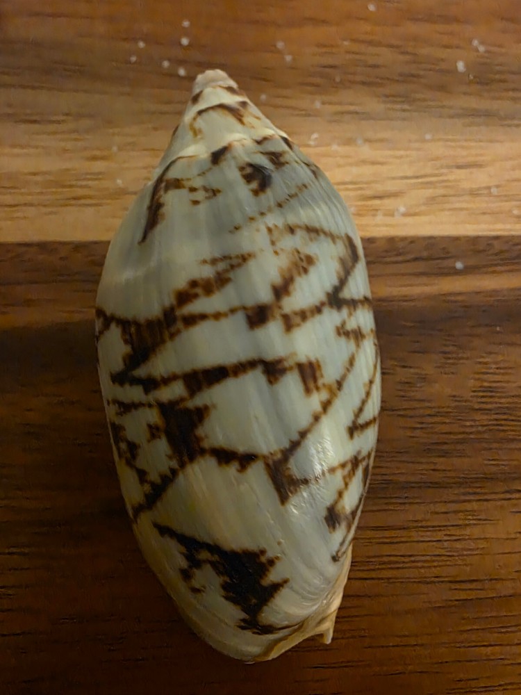 Ocean Seashell Lot - Estate Find