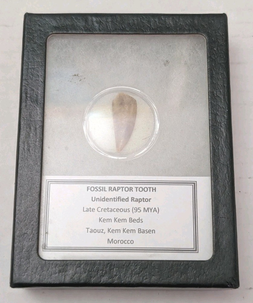 Fossil Raptor Tooth Morocco Dinosaur