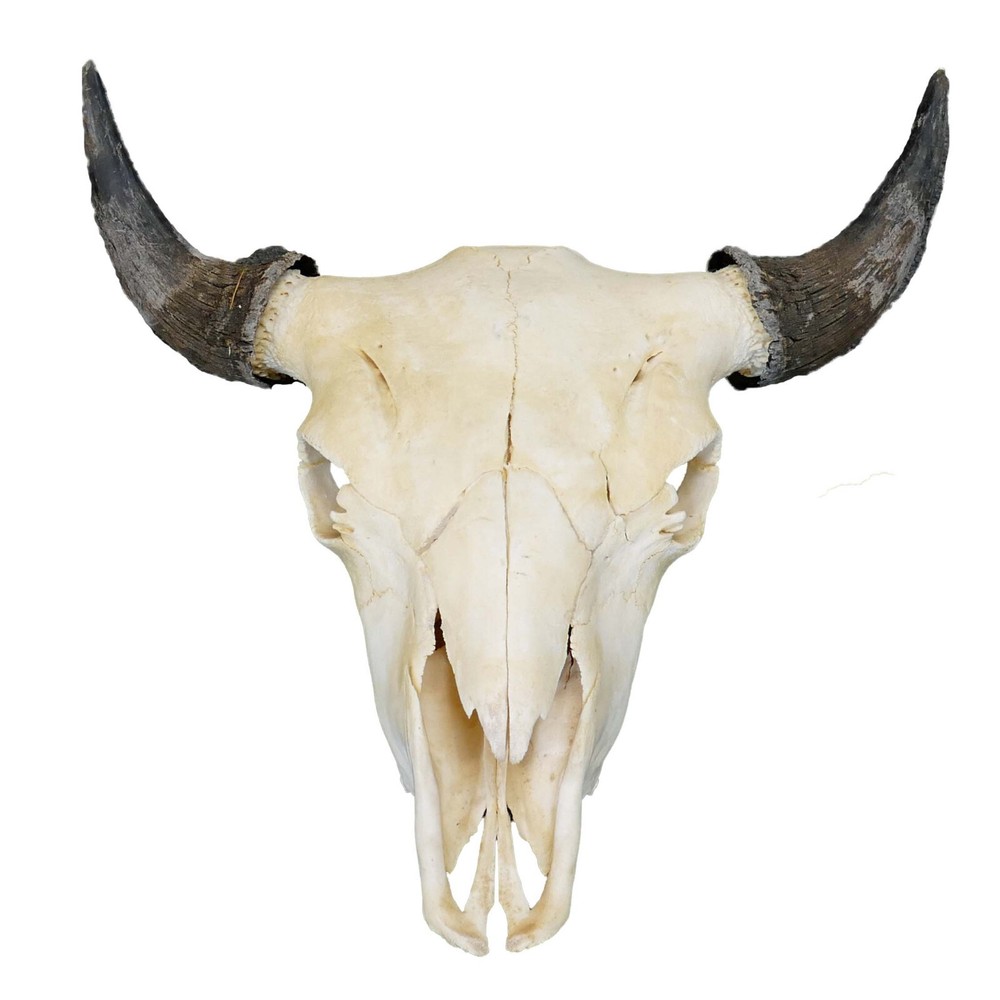 North American Buffalo Skull