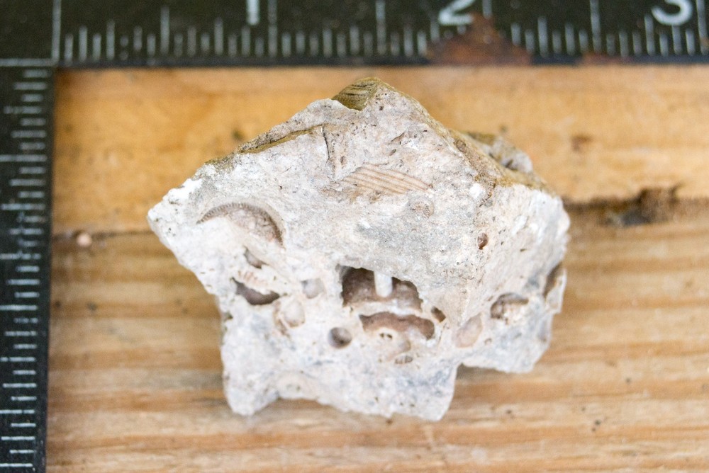 NE Oklahoma Fossil Crinoid