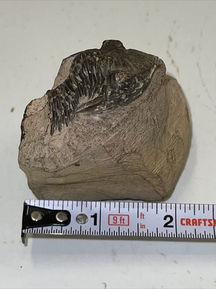 2.5 in) Trilobite