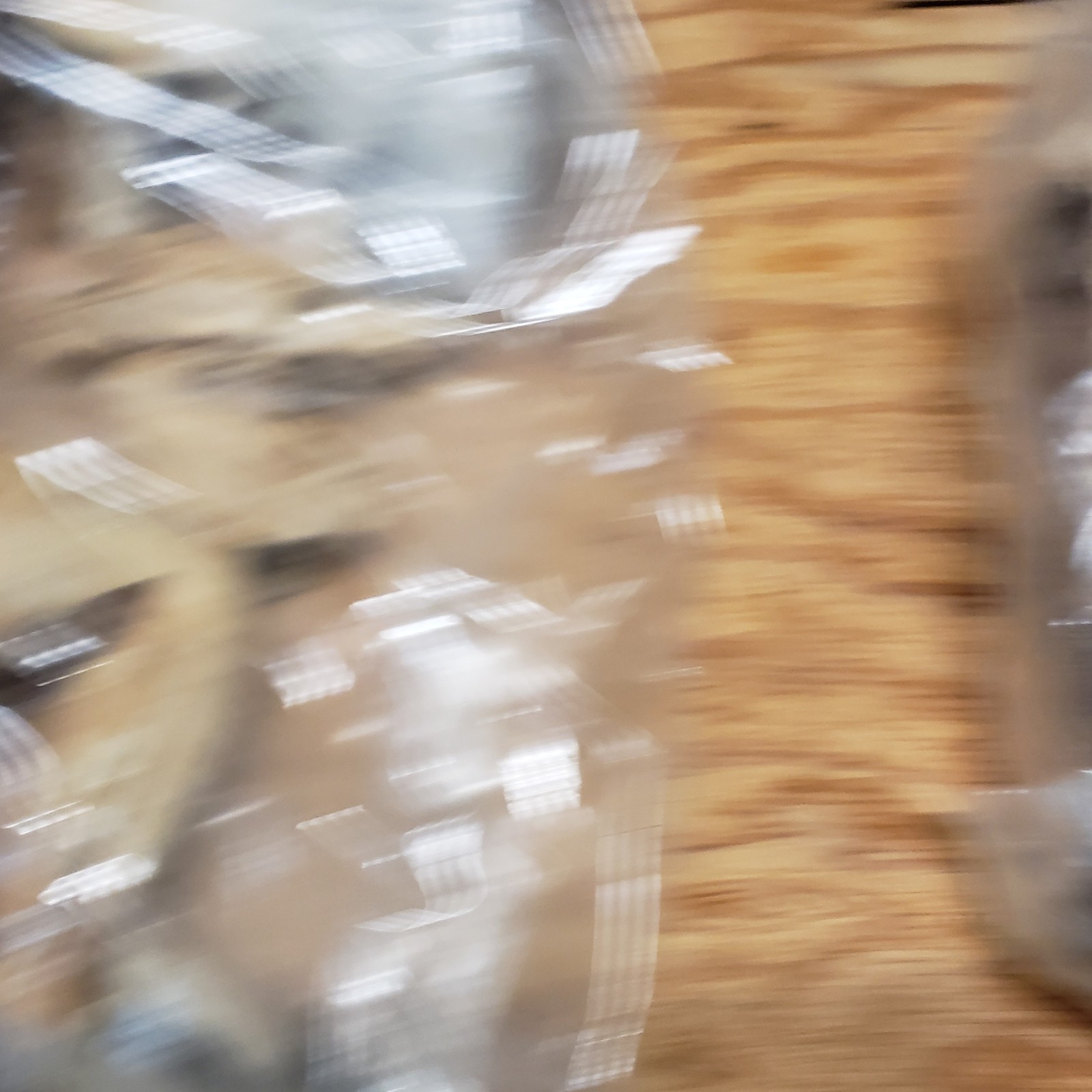 Cat Specimen Taxidermy Oddities Mummified School Research Dissect Lot