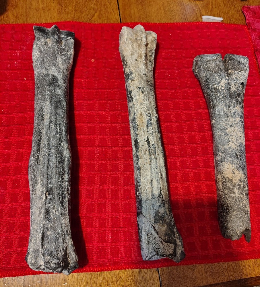 Deer Bone Fossils