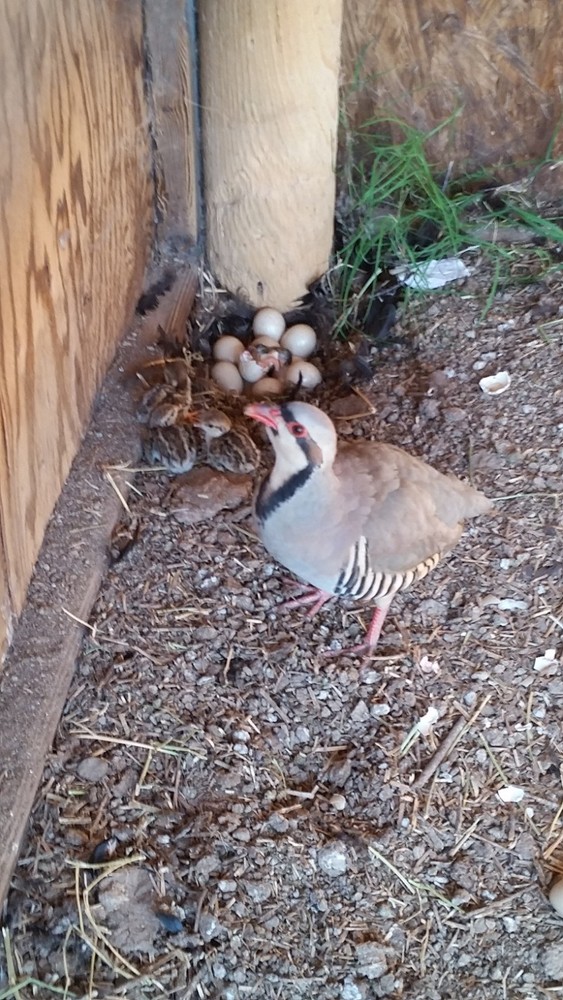 Chukar Partridge Hatching Eggs 6 Total