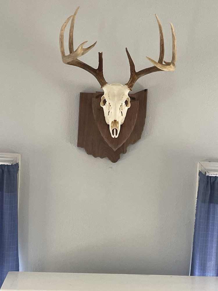 european skull mount hanger