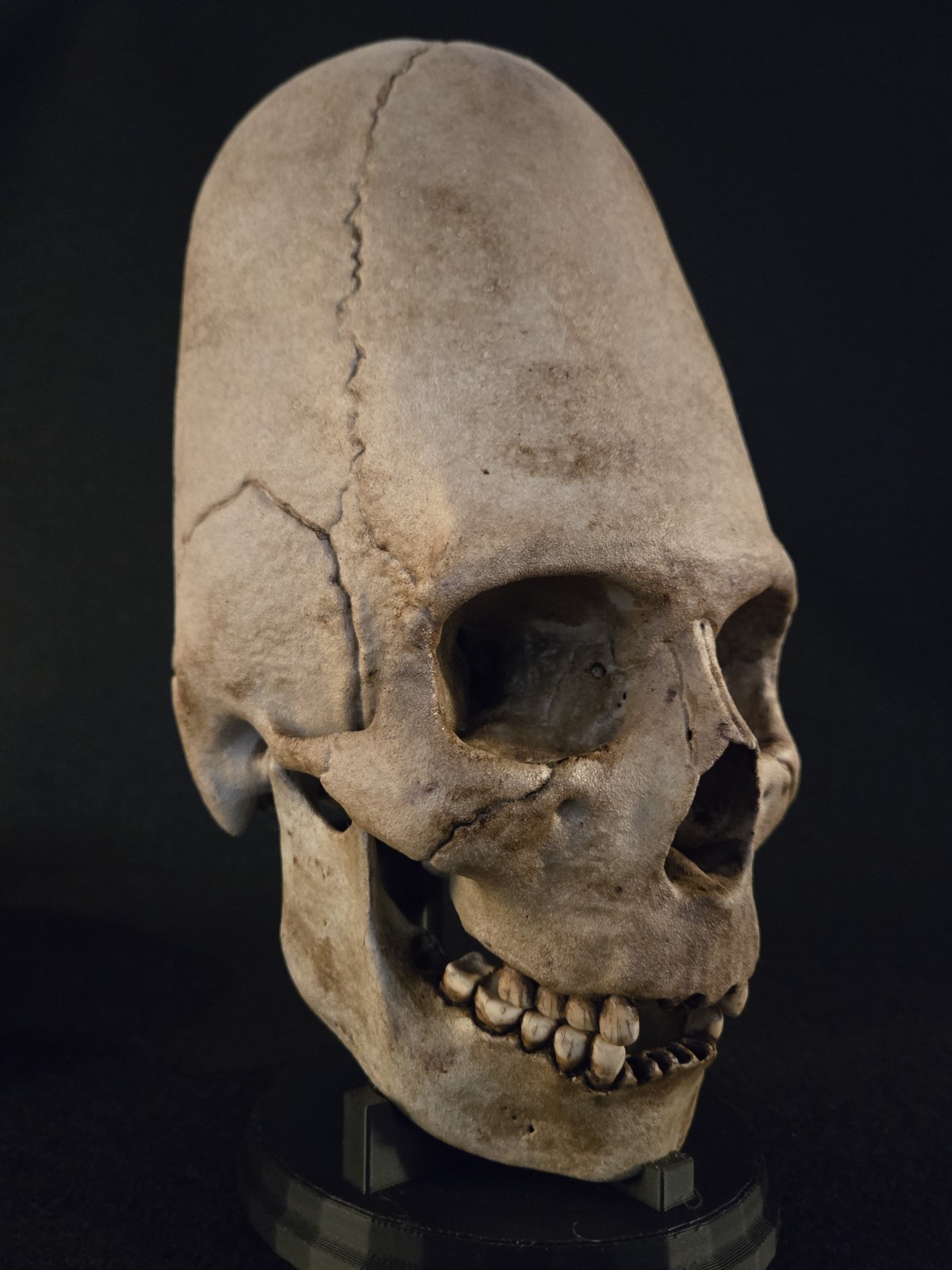 Human Skull - Peruvian Enlongated- Hyper Realistic with stand.