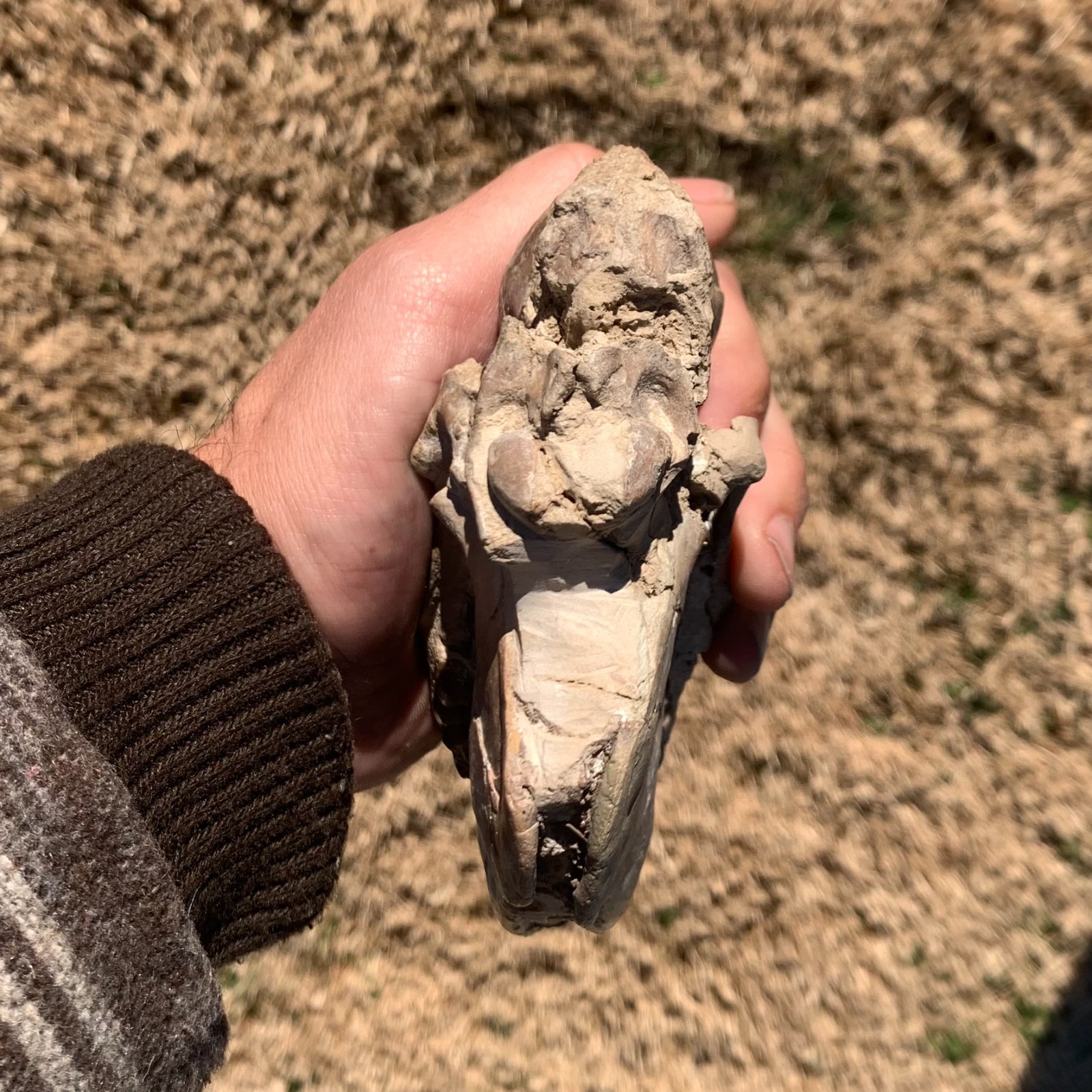 Fossil Horse Skull, Mesohippus, White River Badlands, mammal fossils