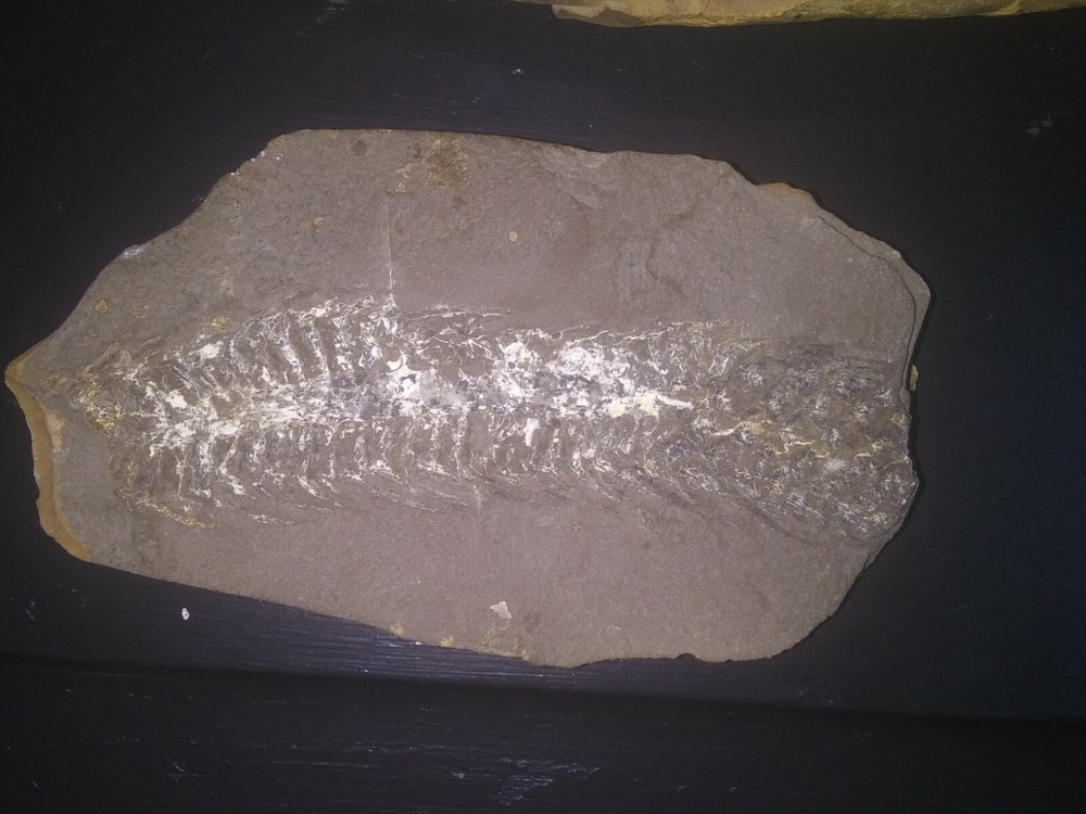 large Fossilized Pine Cone
