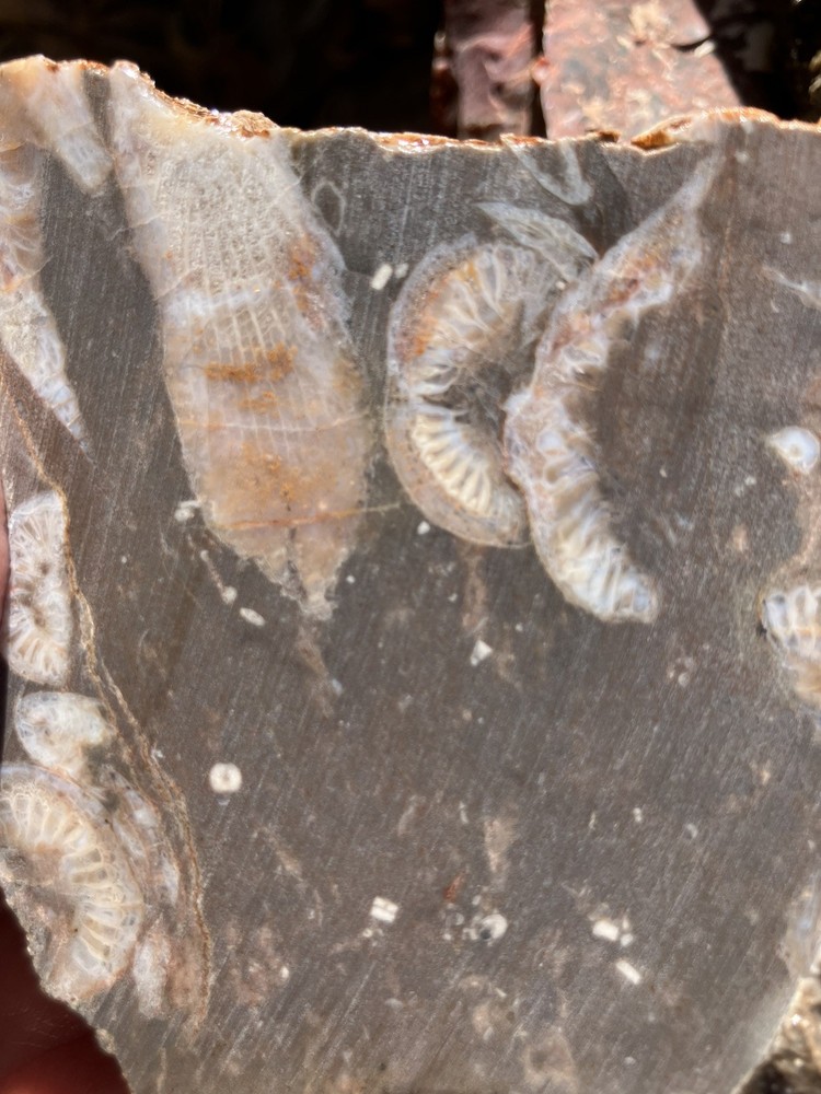 Fossil Stone Slab