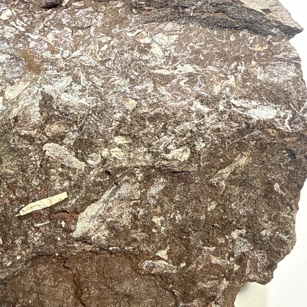 Fossil Placoderm Pieces